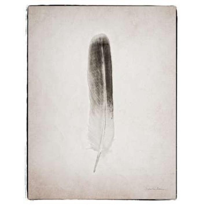 Feather II BW Poster Print by Debra Van Swearingen-VARPDX22286 Image 2