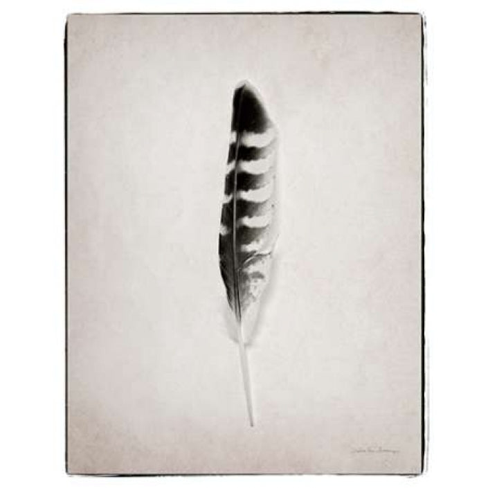 Feather IV BW Poster Print by Debra Van Swearingen-VARPDX22288 Image 2