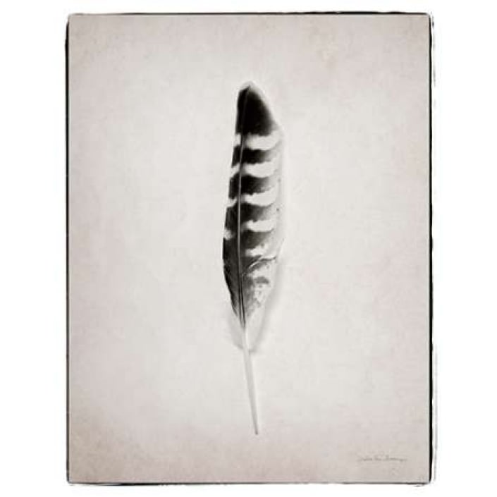 Feather IV BW Poster Print by Debra Van Swearingen-VARPDX22288 Image 1