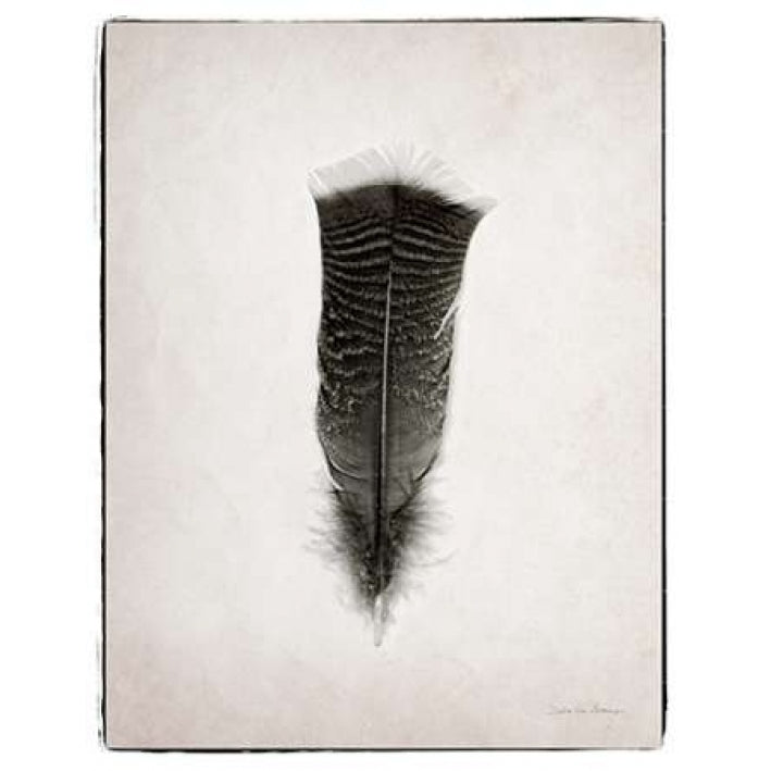 Feather III BW Poster Print by Debra Van Swearingen-VARPDX22287 Image 2