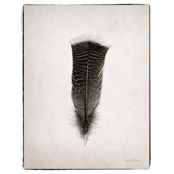 Feather III BW Poster Print by Debra Van Swearingen-VARPDX22287 Image 1