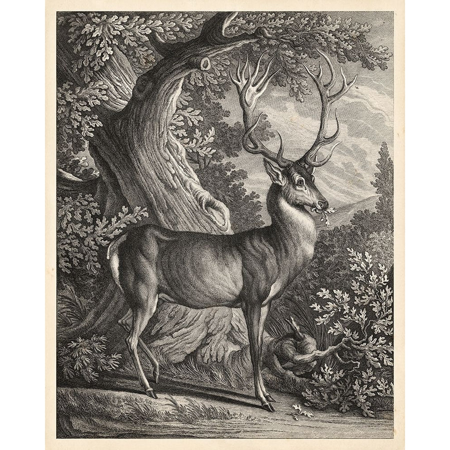 Woodland Deer I Poster Print - Ridinger-VARPDX22307Z Image 1