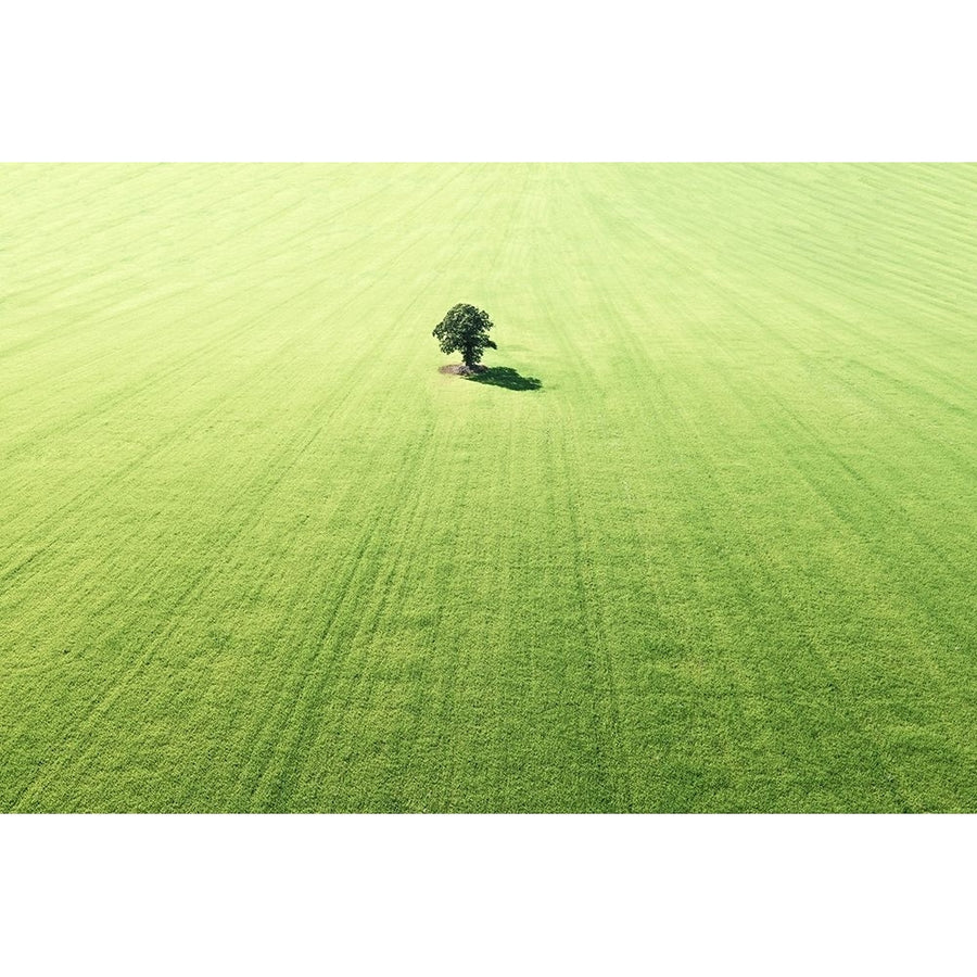 Lonely tree Poster Print - Marcus Cederberg-VARPDX2230342 Image 1