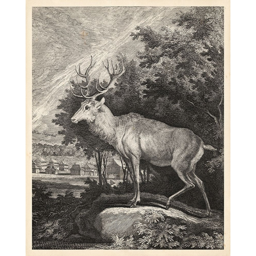 Woodland Deer II Poster Print - Ridinger-VARPDX22308Z Image 1