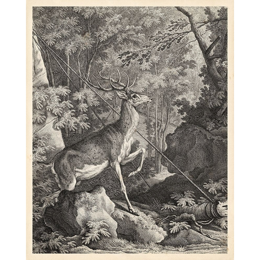 Woodland Deer VII Poster Print - Ridinger-VARPDX22313Z Image 1