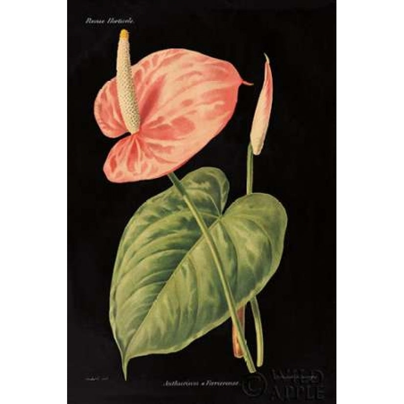 Anthurium Ferrierense on Black Poster Print by Wild Apple Portfolio-VARPDX22359 Image 1