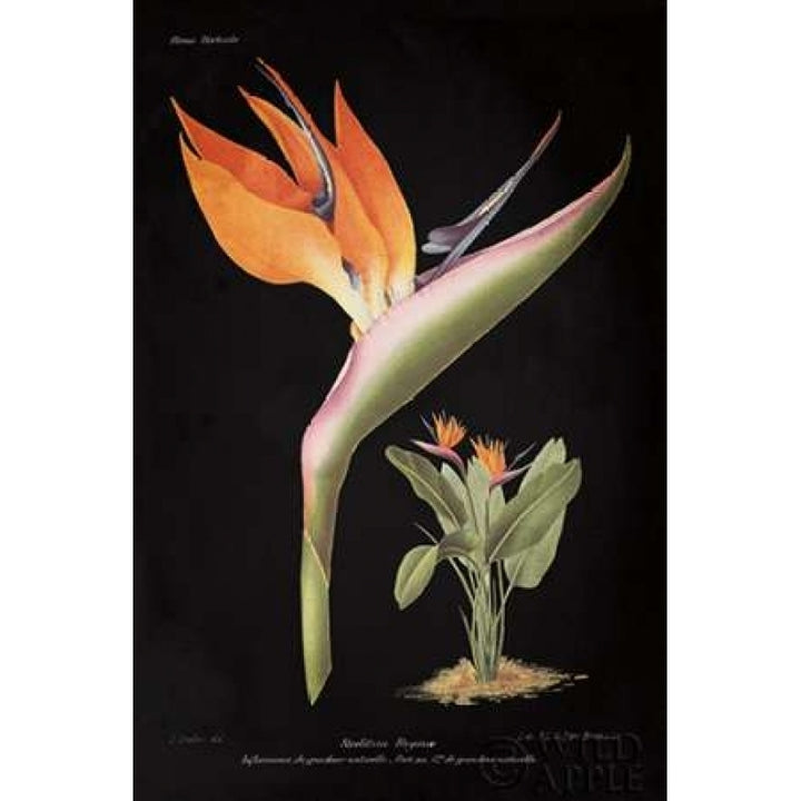 Strelitzia Reginoe on Black Poster Print by Wild Apple Portfolio-VARPDX22358 Image 1