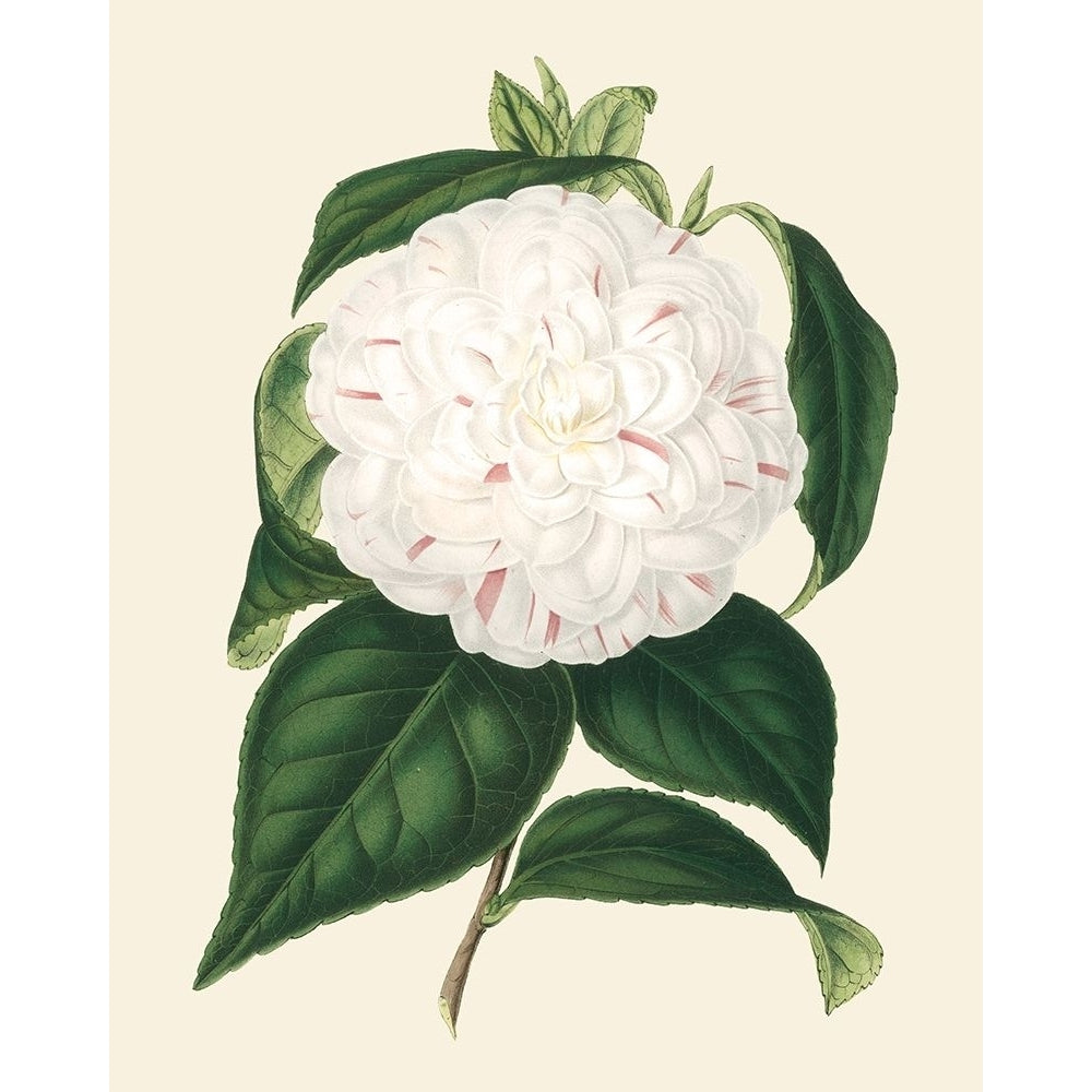 Antique Camellia I Poster Print - Van Houtte-VARPDX22381Z Image 1