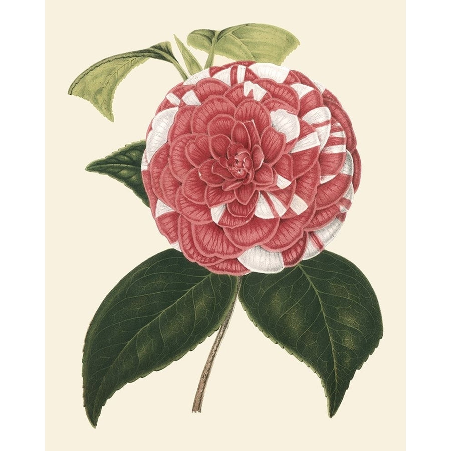 Antique Camellia II Poster Print - Van Houtte-VARPDX22382Z Image 1