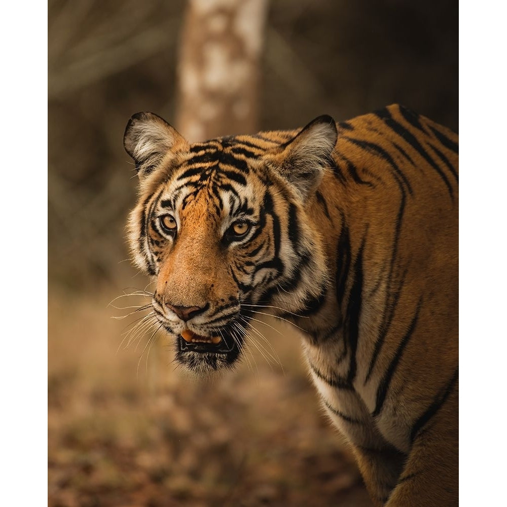 The Tiger Poster Print - Somnath-VARPDX2238487 Image 1