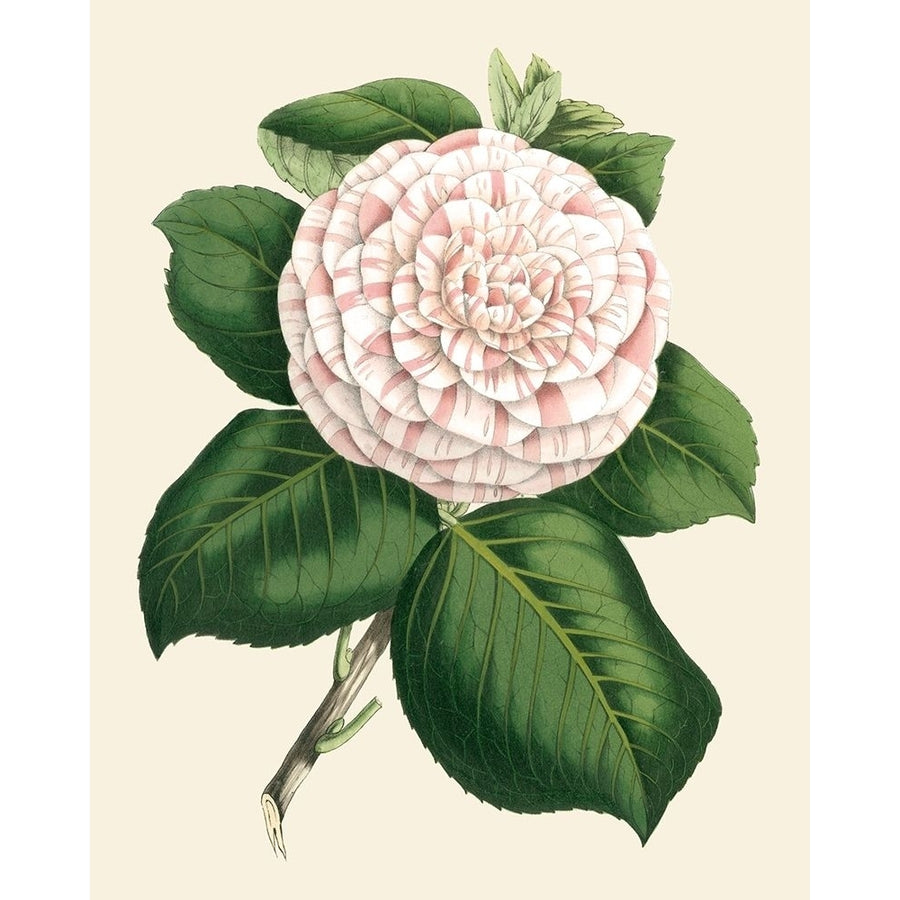 Antique Camellia IV Poster Print - Van Houtte-VARPDX22384Z Image 1