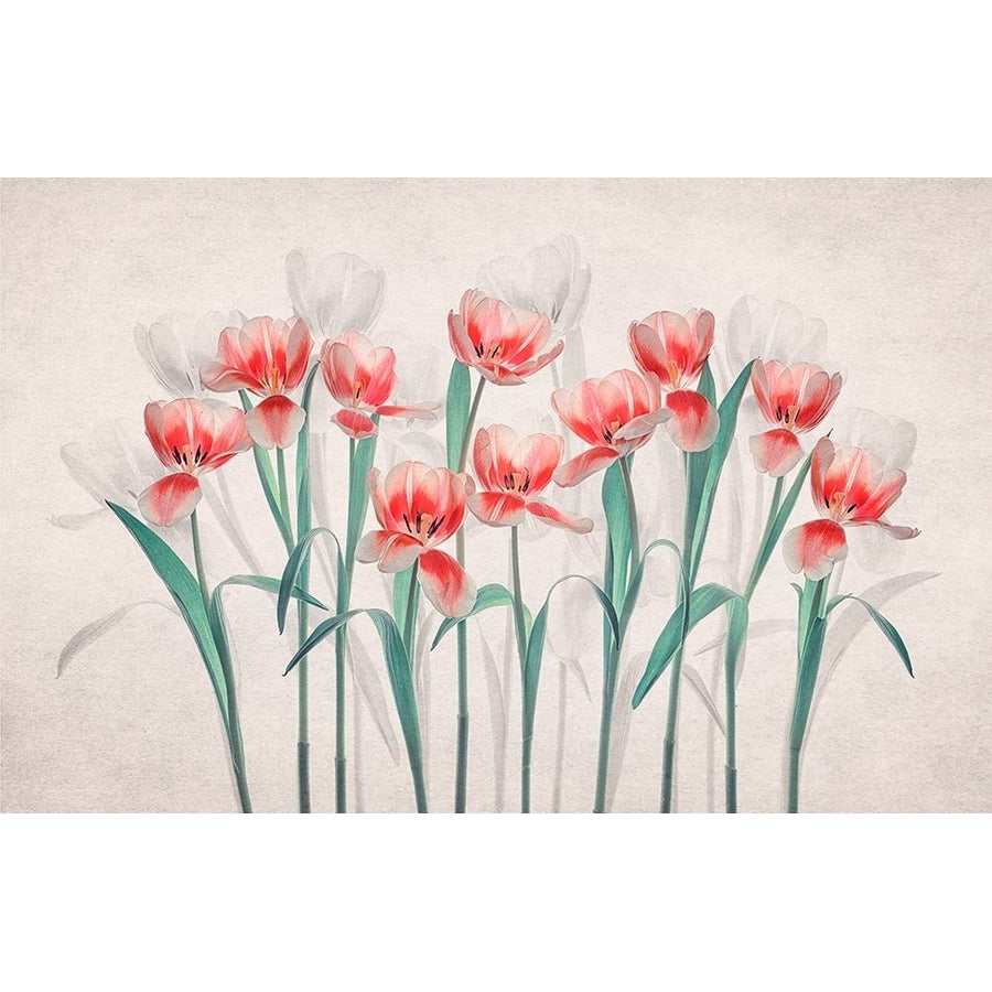 Joy of Spring Poster Print - Lydia Jacobs-VARPDX2239106 Image 1