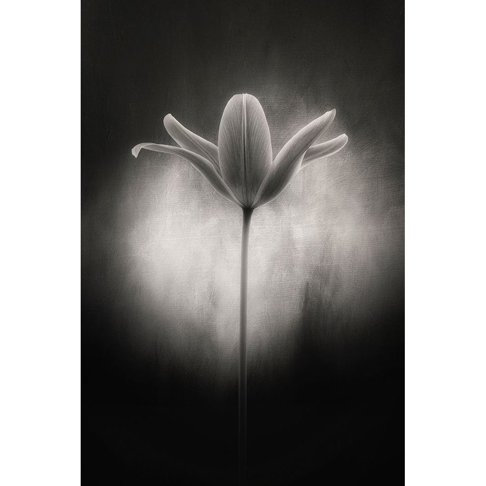 Tulip in black and white Poster Print - Lotte Gronkjar-VARPDX2239492 Image 1