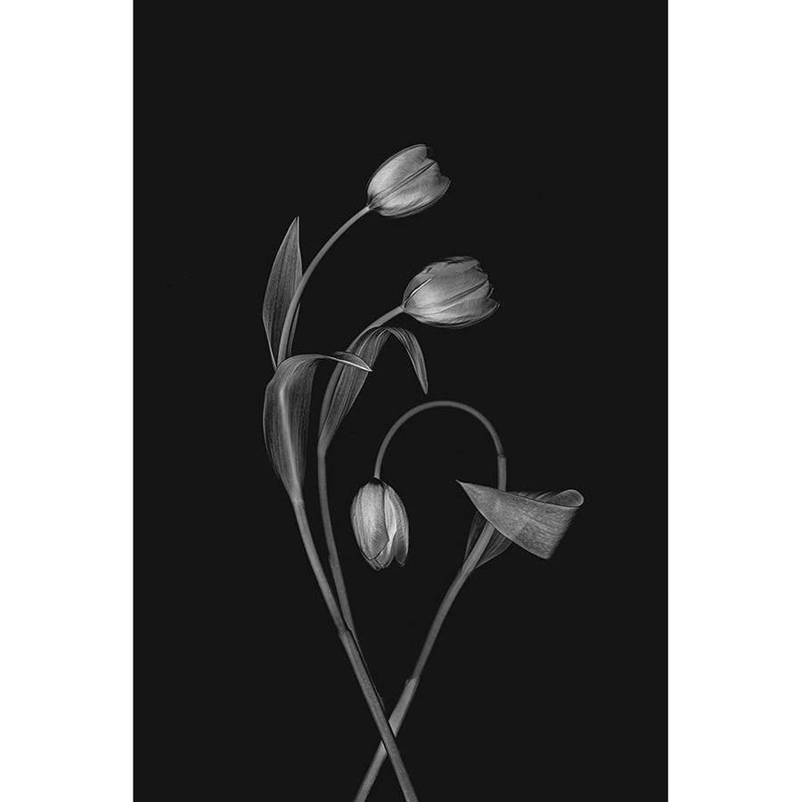 Bending Tulips Poster Print - Lydia Jacobs-VARPDX2242060 Image 1