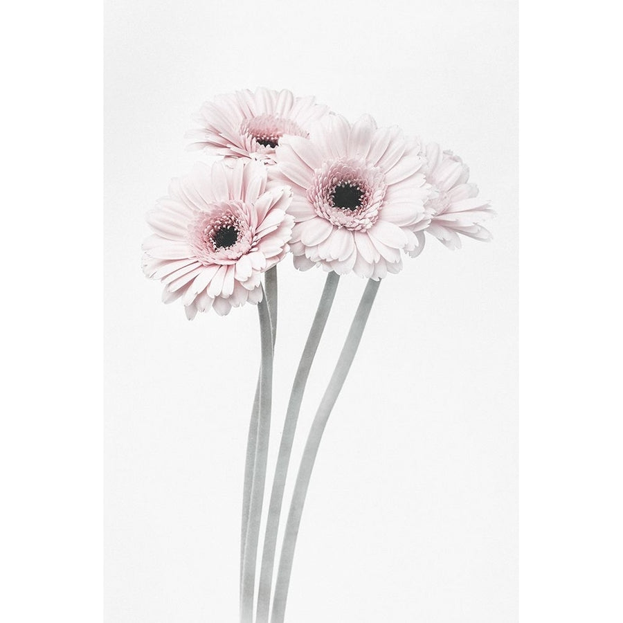 Pink Flowers Poster Print - 1x Studio III-VARPDX2242733 Image 1