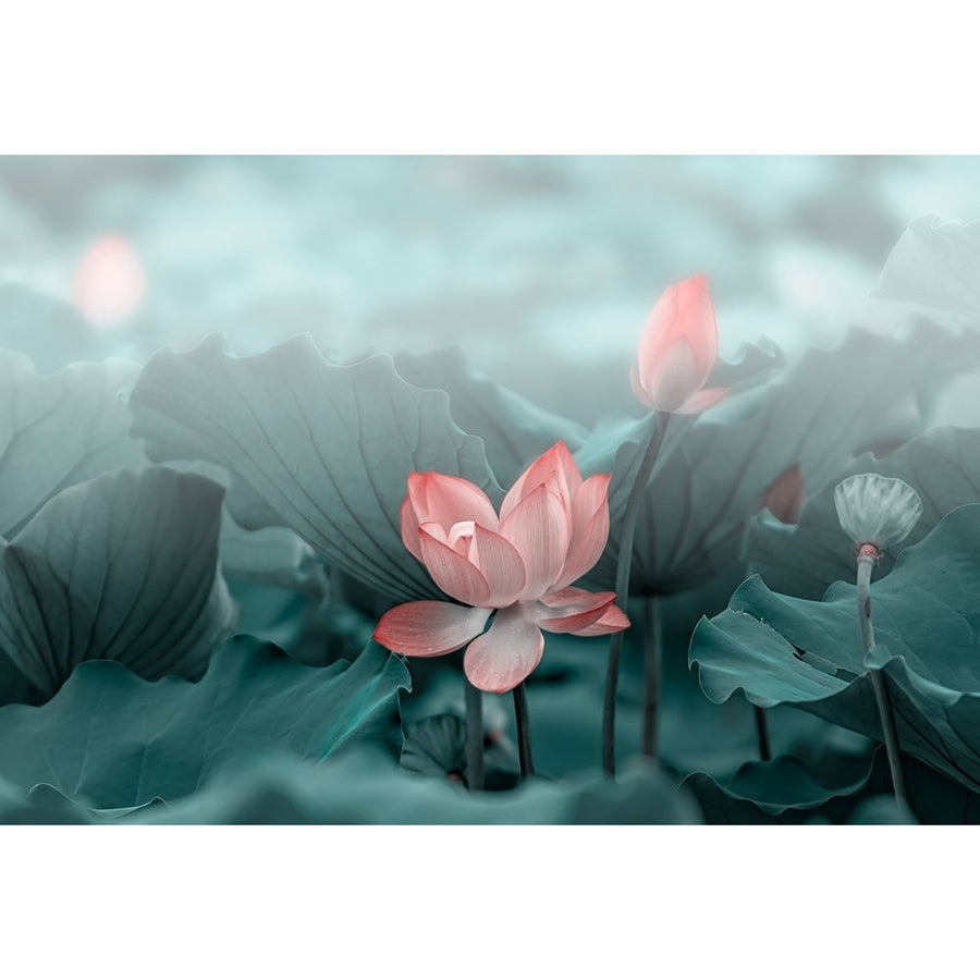 Lotus Flower and Bud Poster Print - Betty Liu-VARPDX2246070 Image 1