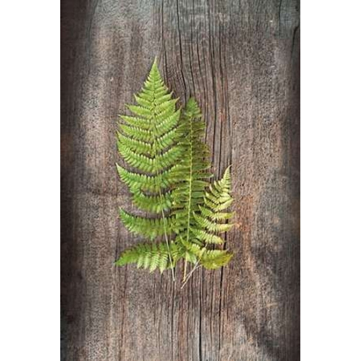 Woodland Fern III Poster Print by Sue Schlabach-VARPDX22497 Image 1