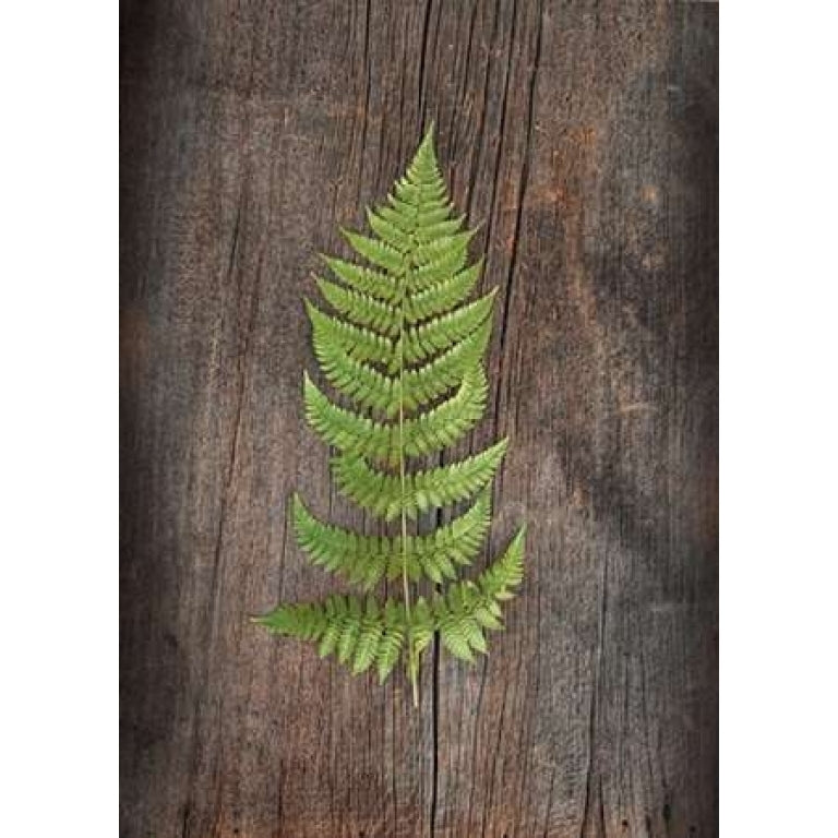 Woodland Fern I Poster Print by Sue Schlabach-VARPDX22495 Image 1