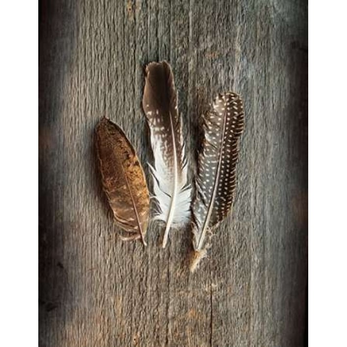 Feather Collection II Poster Print by Sue Schlabach-VARPDX22493 Image 1