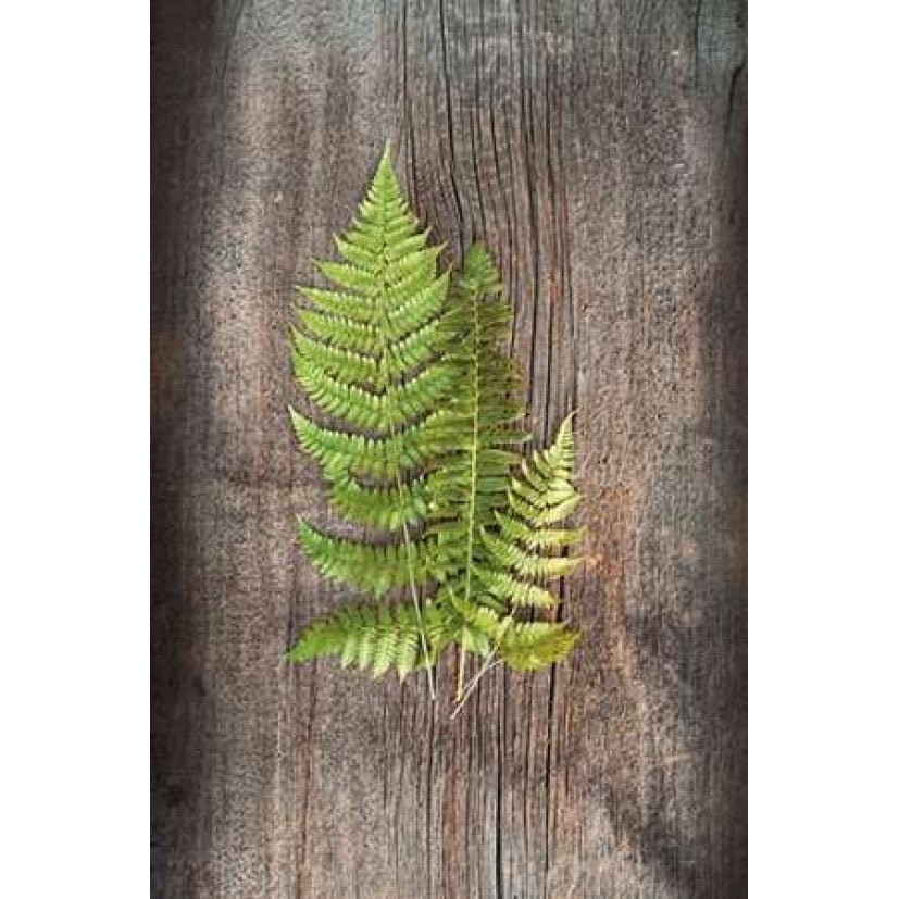 Woodland Fern III Poster Print by Sue Schlabach-VARPDX22497 Image 2