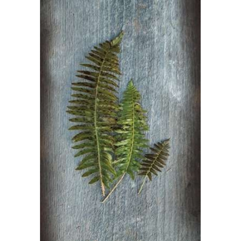 Woodland Fern VI Poster Print by Sue Schlabach-VARPDX22500 Image 1