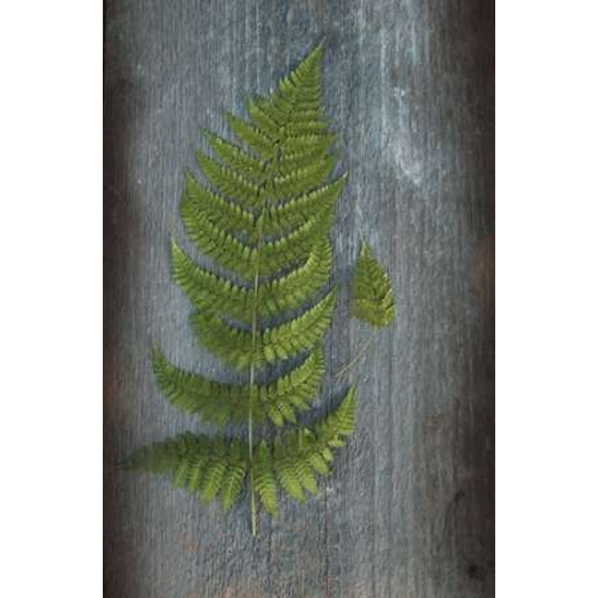 Woodland Fern V Poster Print by Sue Schlabach-VARPDX22499 Image 2