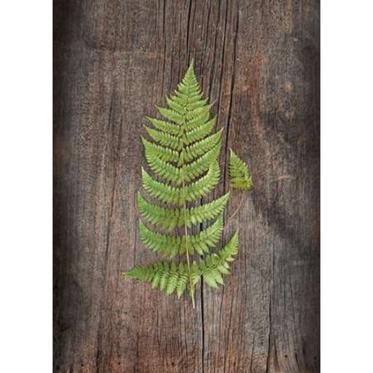 Woodland Fern IV Poster Print by Sue Schlabach-VARPDX22498 Image 2