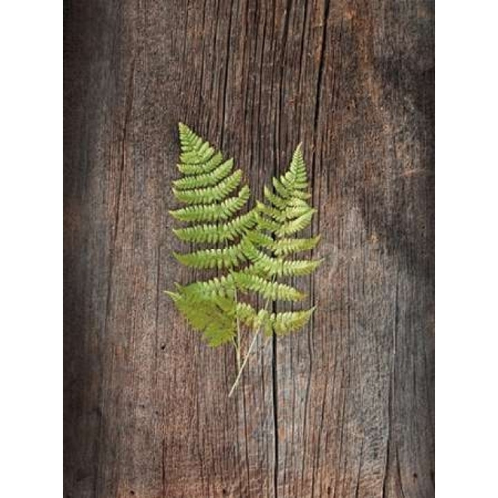 Woodland Fern II Poster Print by Sue Schlabach-VARPDX22496 Image 1