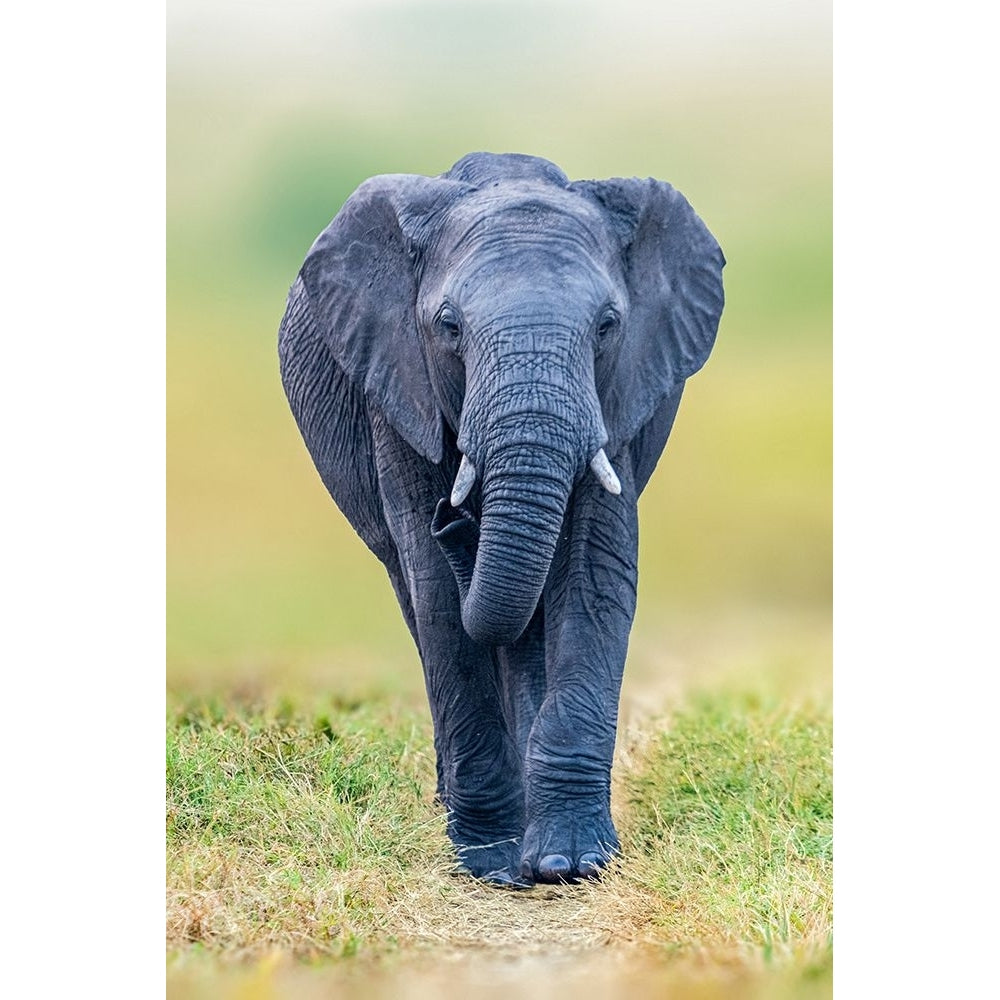 Elephant Poster Print - Ahmed Elsheshtawy-VARPDX2250022 Image 1