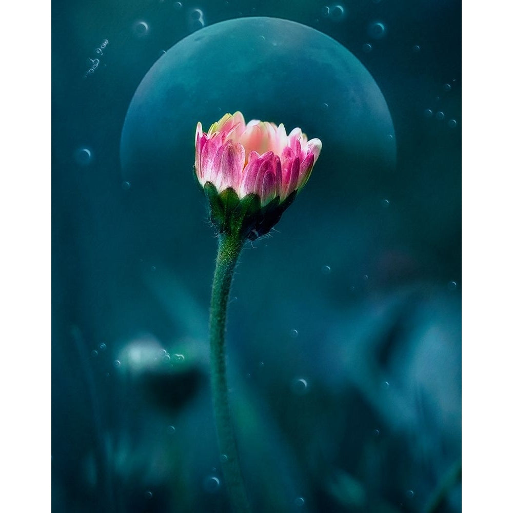 A flowers dream Poster Print - Nicolae Stefanel-VARPDX2250937 Image 1