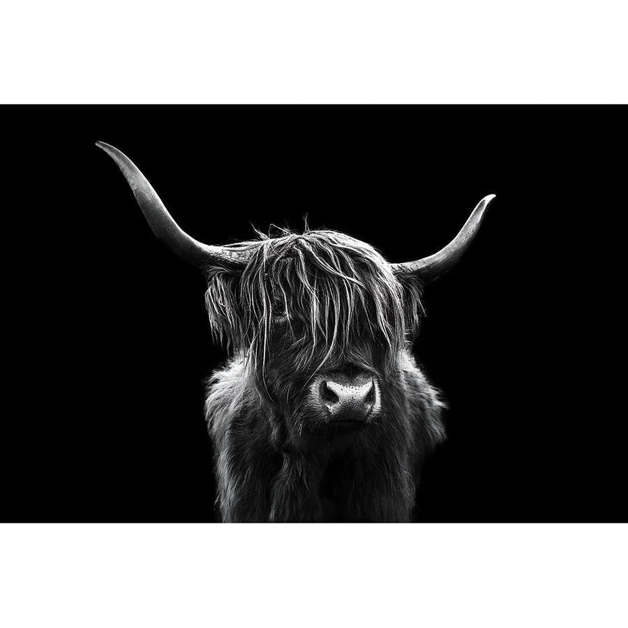 Long hair cattle Poster Print - Jie Jin-VARPDX2254429 Image 1