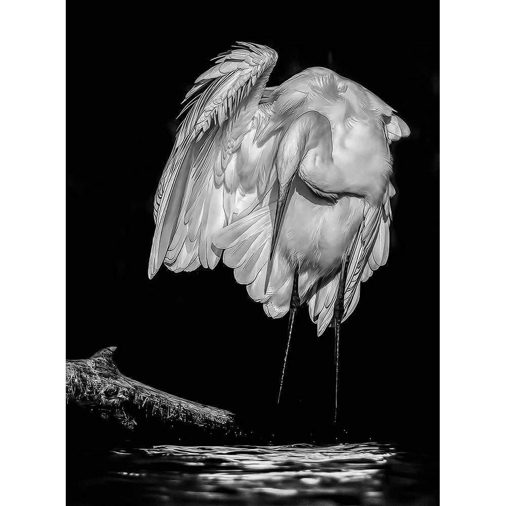 Great White Egret Poster Print - Jan Van Der-VARPDX2258071 Image 1