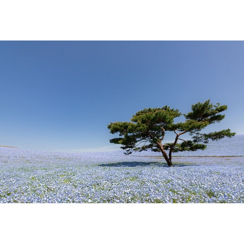 Nemophila Hill Poster Print - Juri Aoki-VARPDX2260529 Image 1