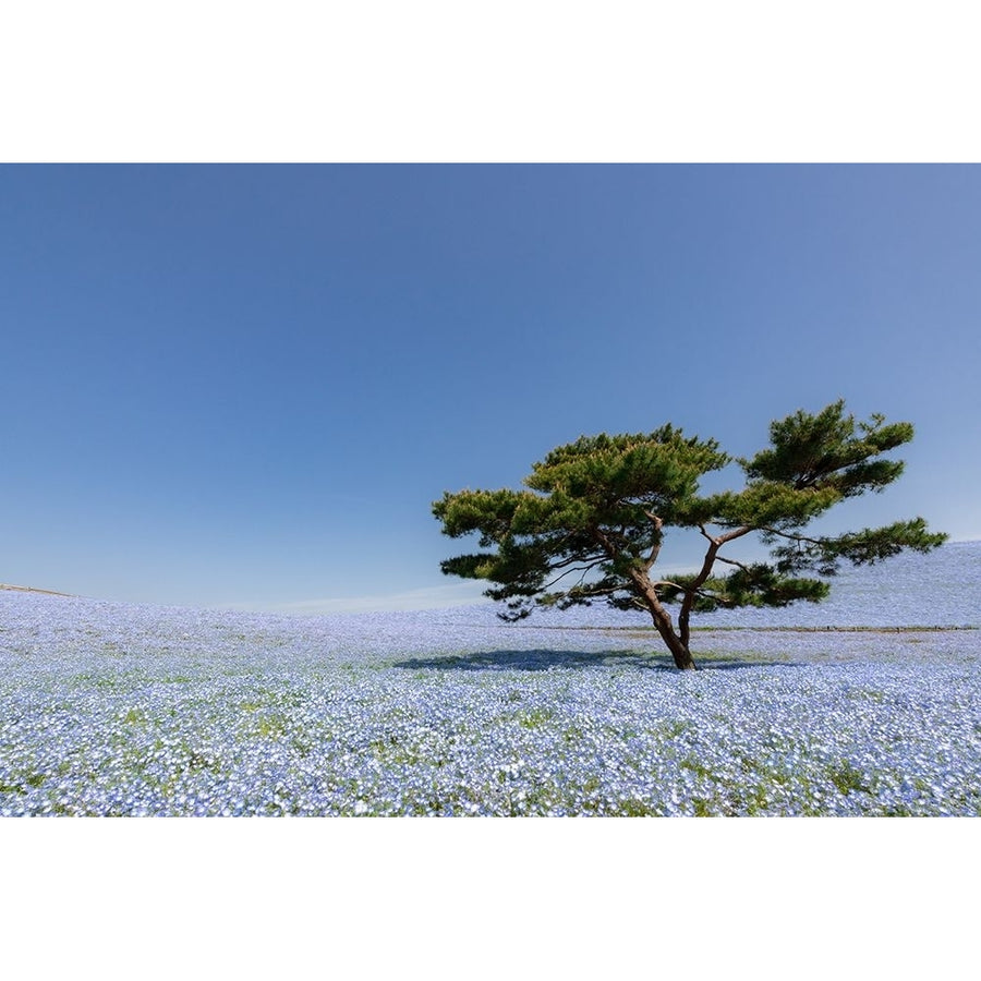 Nemophila Hill Poster Print - Juri Aoki-VARPDX2260529 Image 1