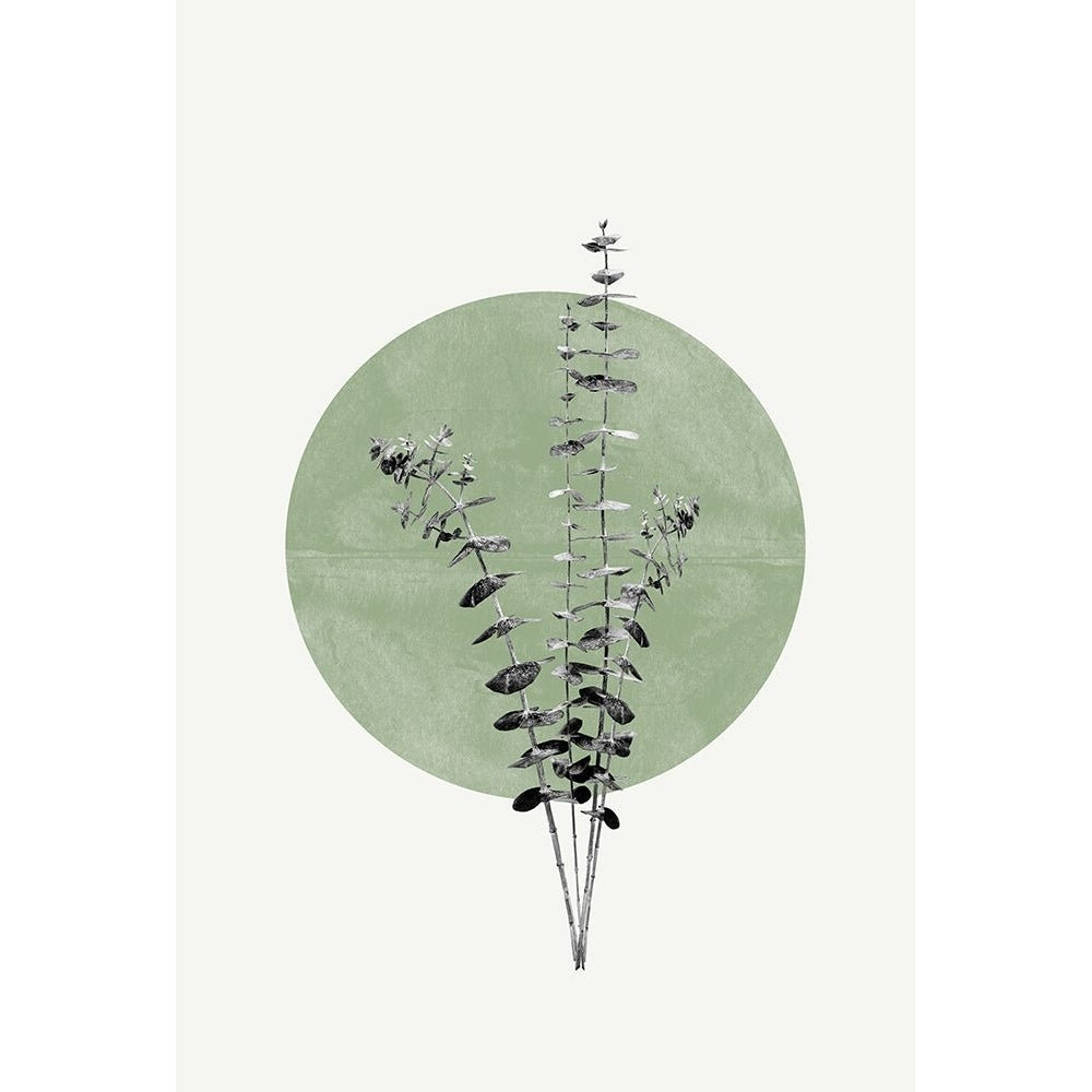 Eucalyptus and Green Moon Poster Print - The Miuus Studio-VARPDX2260812 Image 1