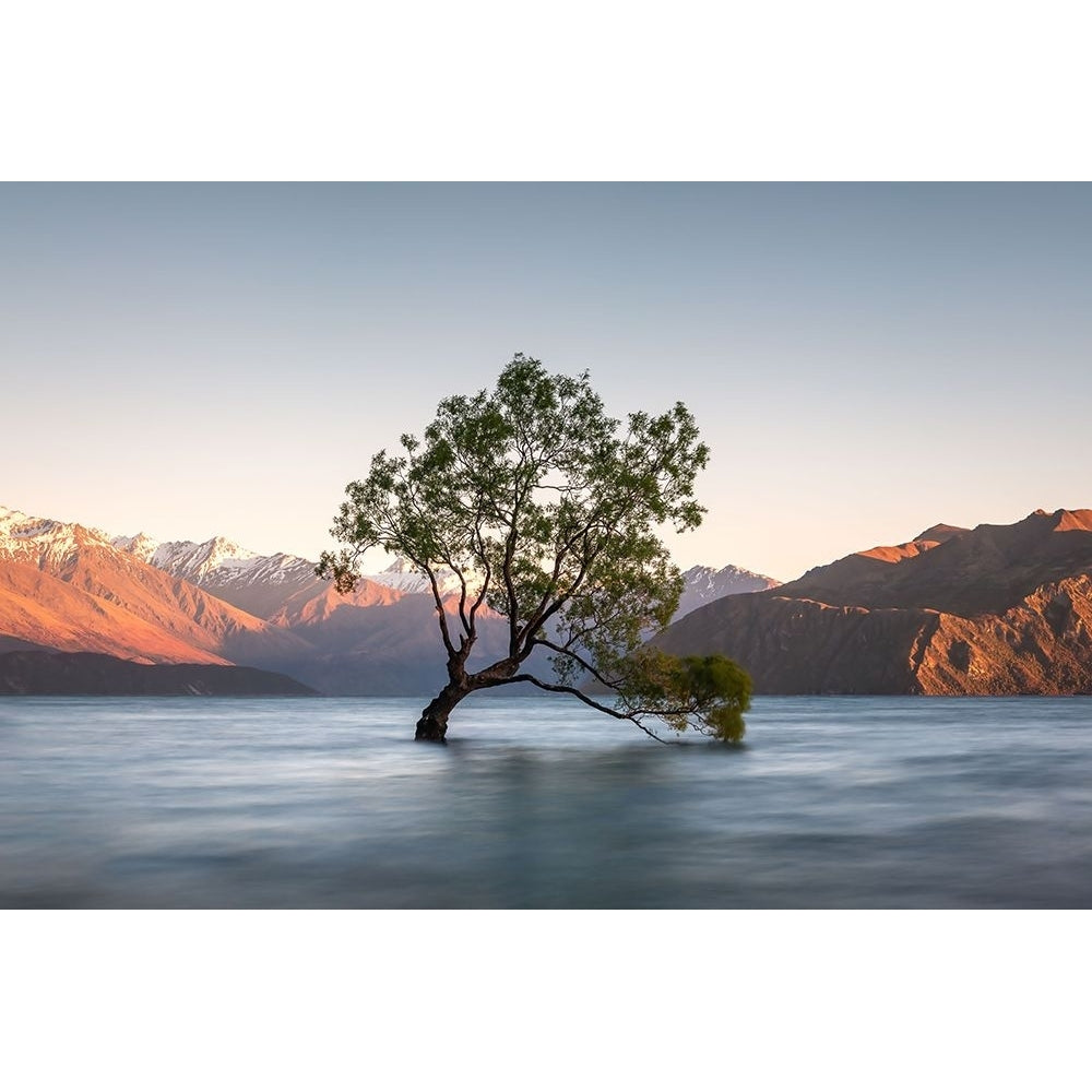 wanaka tree Poster Print - Christoph Schaarschmidt-VARPDX2260885 Image 1