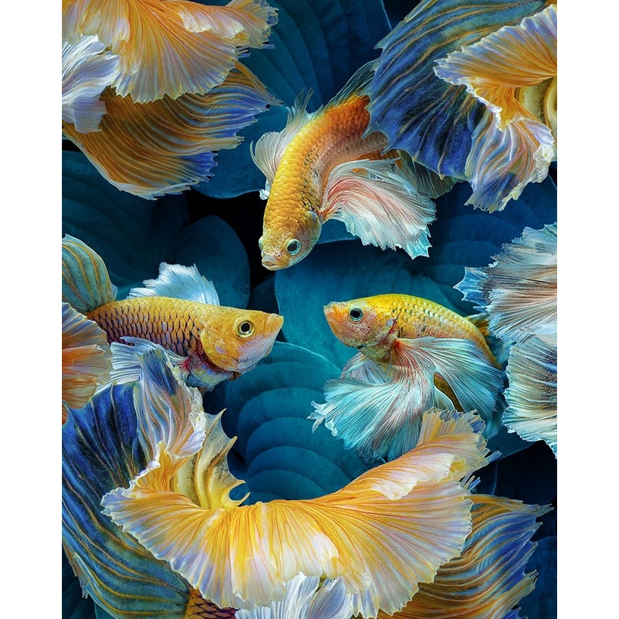 Colorfish Poster Print - Marcel Egger-VARPDX2263913 Image 1