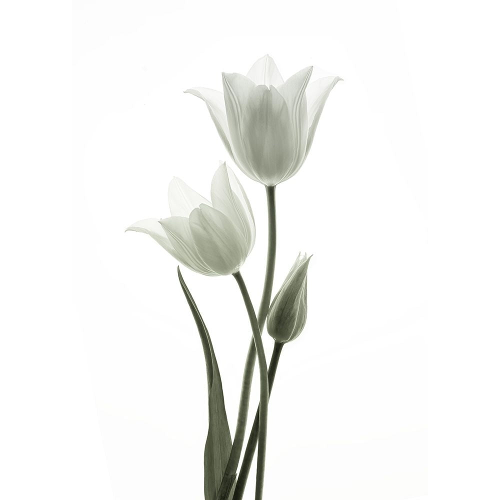 Tulips Poster Print - Ada Wang-VARPDX2285104 Image 1