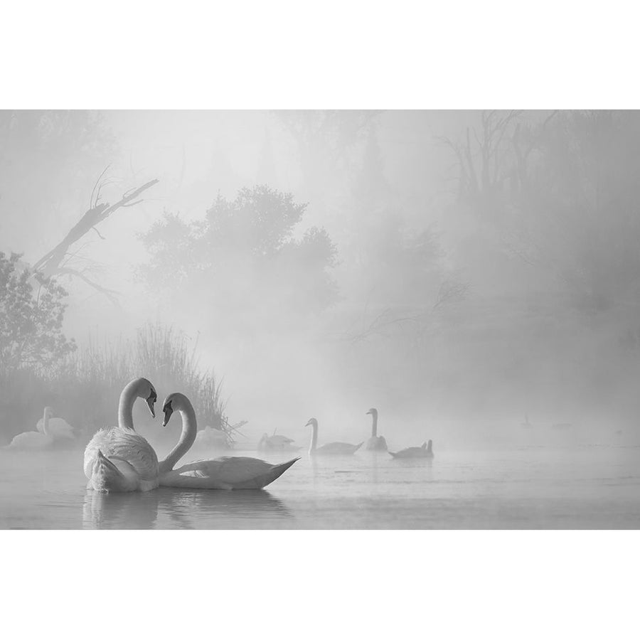 morning fog on swan lake Poster Print - Dawei Liu-VARPDX2288877 Image 1