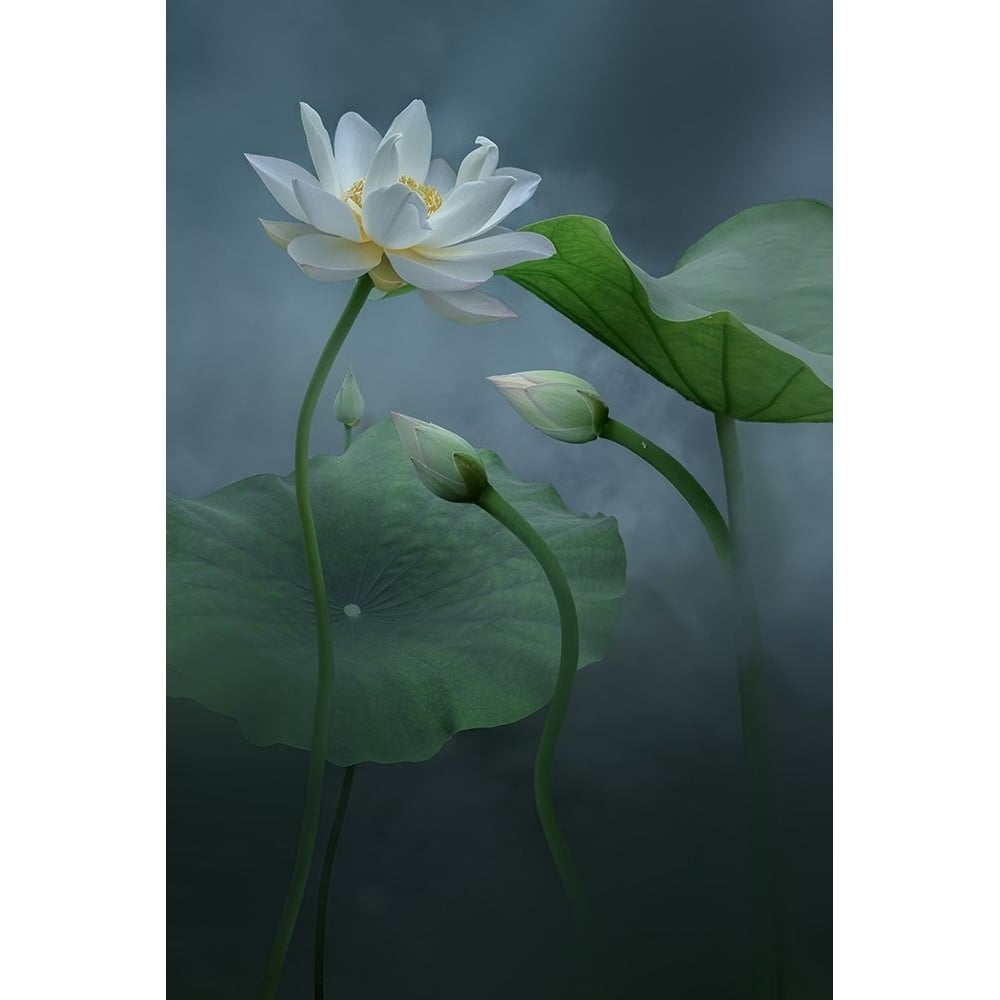 Lotus Poster Print - Ningyun Ye-VARPDX2298917 Image 1