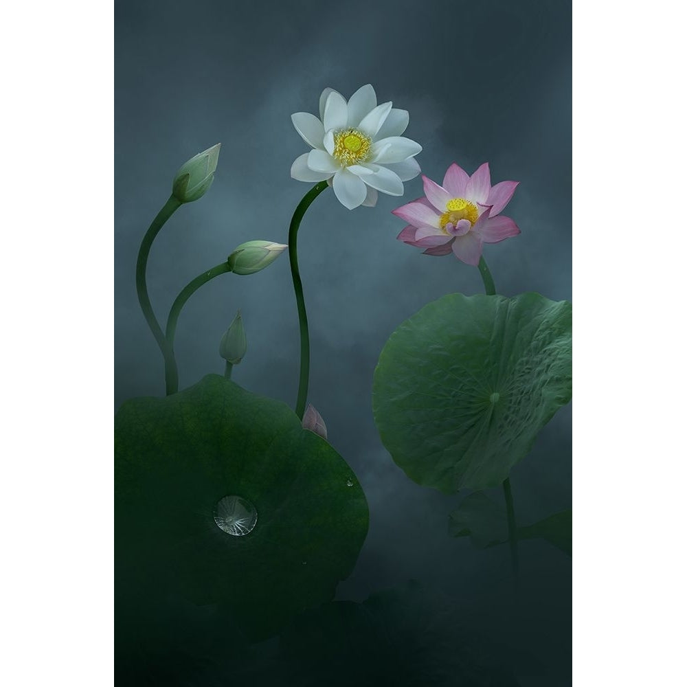 Lotus Poster Print - Ningyun Ye-VARPDX2299934 Image 1