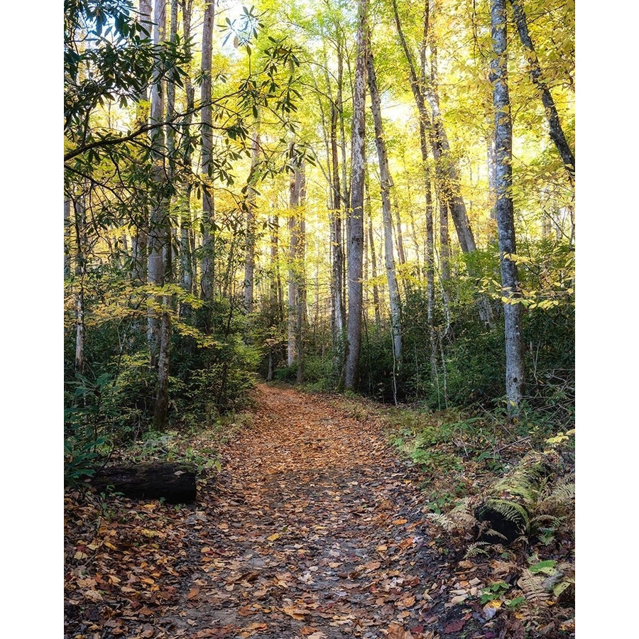 Big Creek Trail Poster Print - Danny Head-VARPDX231089 Image 1