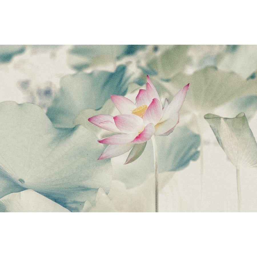 Pictorial_Lotus Poster Print - Yanny Liu-VARPDX2313149 Image 1