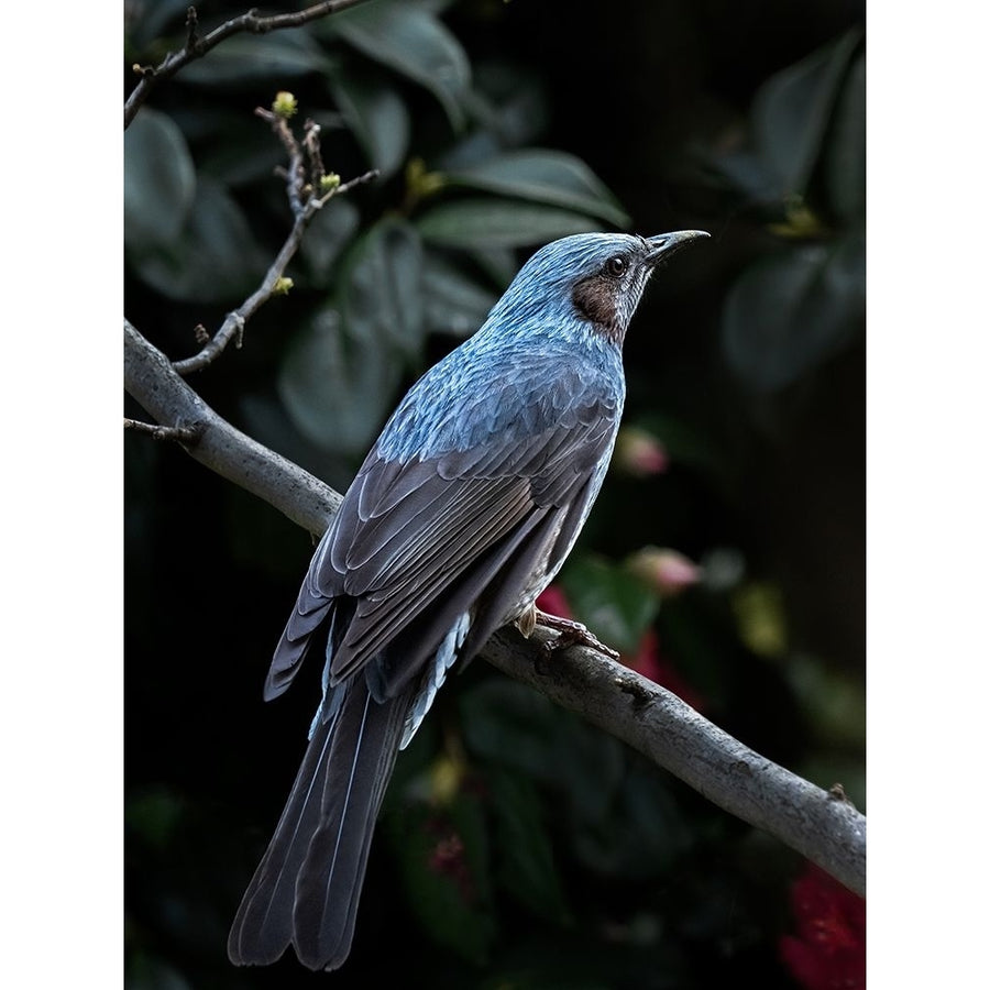 My Blue Bird Poster Print - Takiko Hirai-VARPDX2313095 Image 1