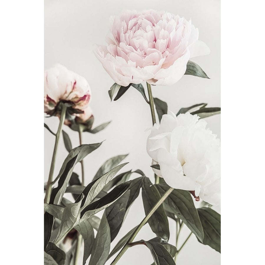 Peony 04 Poster Print - 1x Studio III-VARPDX2314090 Image 1