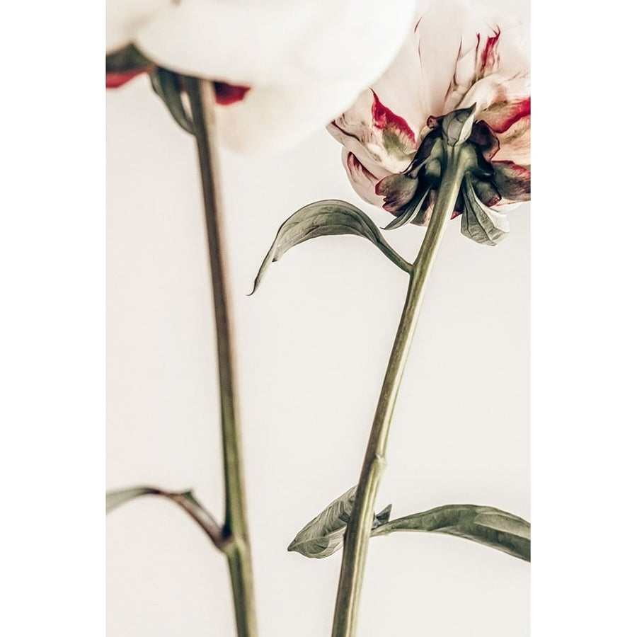 Peony 01 Poster Print - 1x Studio III-VARPDX2314088 Image 1