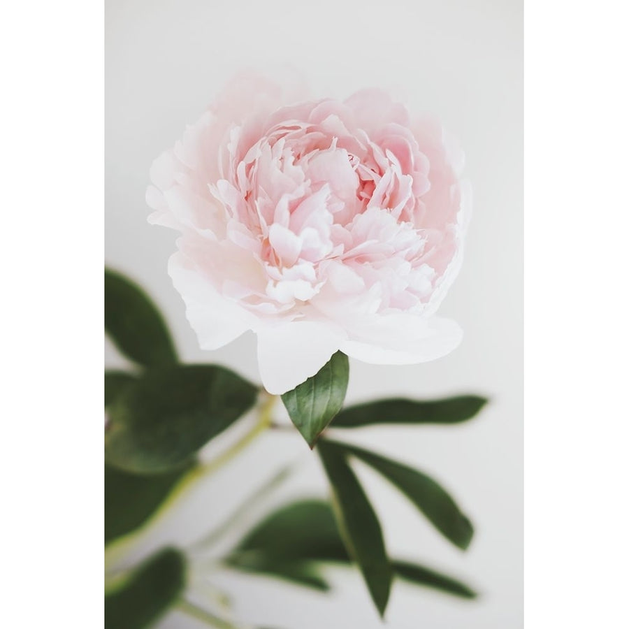 Peony 10 Poster Print - 1x Studio III-VARPDX2314095 Image 1