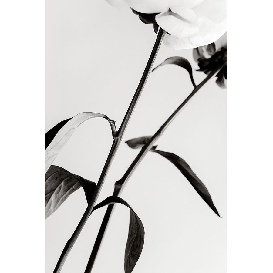 Peony 08 Poster Print - 1x Studio III-VARPDX2314094 Image 1