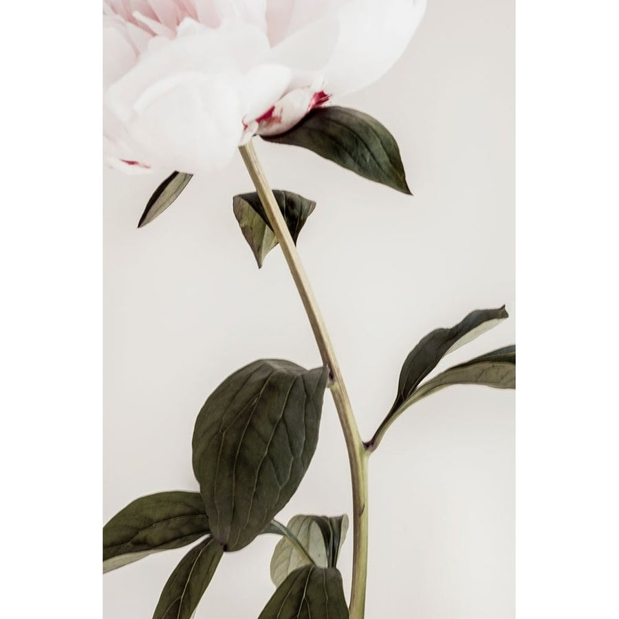 Peony 09 Poster Print - 1x Studio III-VARPDX2314096 Image 1