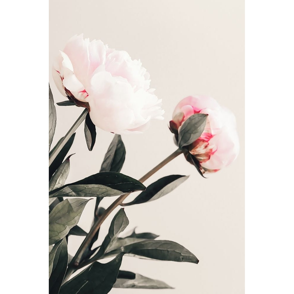 Peony 23 Poster Print - 1x Studio III-VARPDX2314110 Image 1